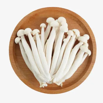 新鲜海鲜菇免抠