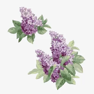 手绘一簇水彩浪漫紫丁香插画免抠免抠
