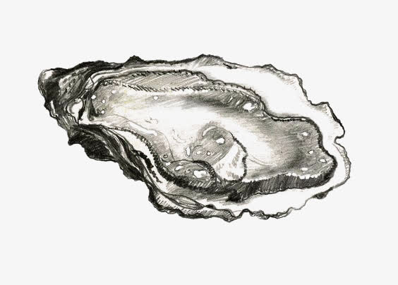 鲍鱼免抠