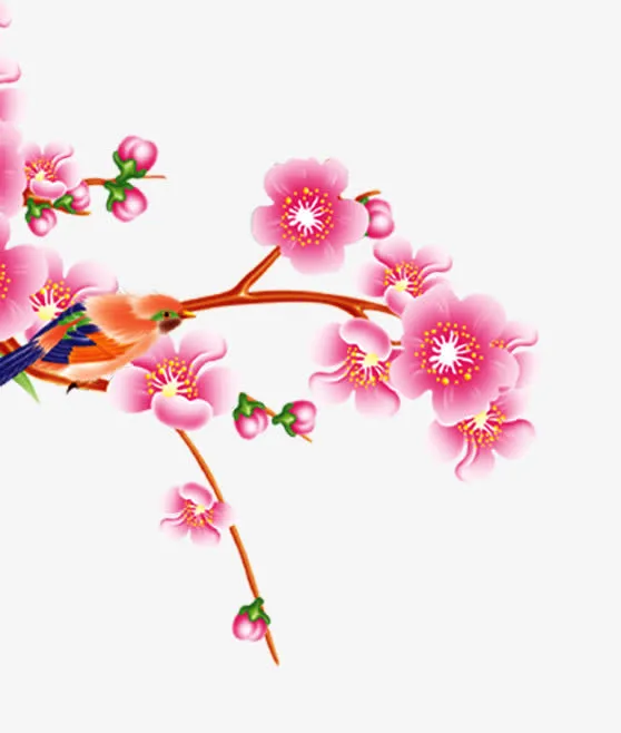 国画梅花免抠