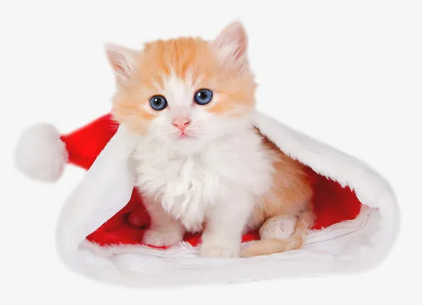 圣诞帽子 可爱 猫咪 小猫 png素材免抠