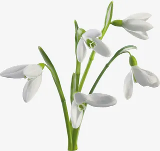 白色花束素材免抠