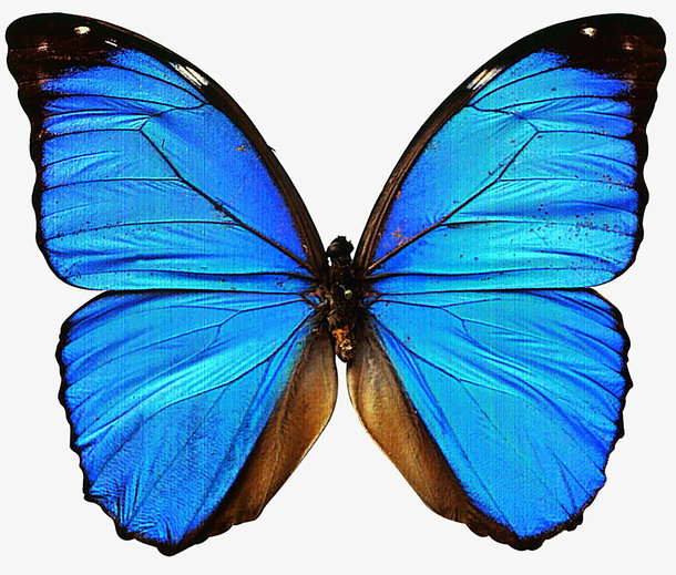 蝴蝶羽毛翅膀免抠