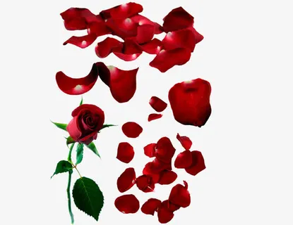 玫瑰和花瓣免抠