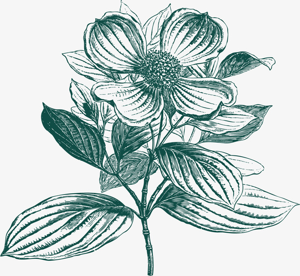 绿色手绘植物花免抠