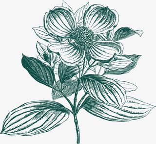 绿色手绘植物花免抠