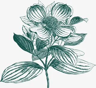 绿色手绘植物花免抠