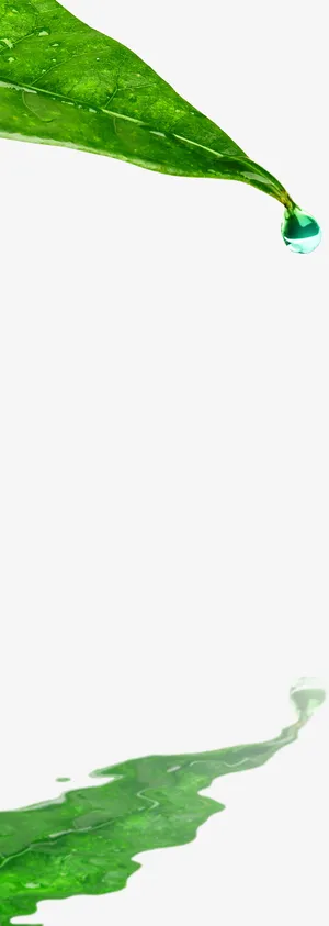 叶子免抠