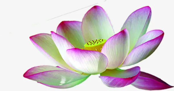 中秋节粉白色花朵国庆免抠