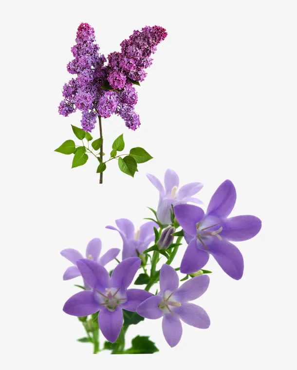 紫色的花免抠