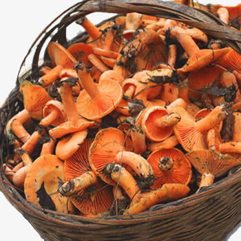 野生菌类免抠