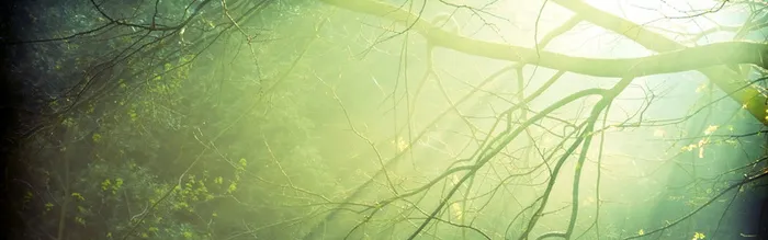 梦幻绿色背景高清