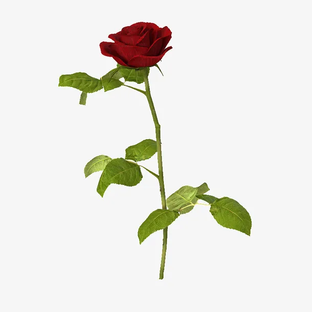 花瓣红色盛开单支玫瑰免抠