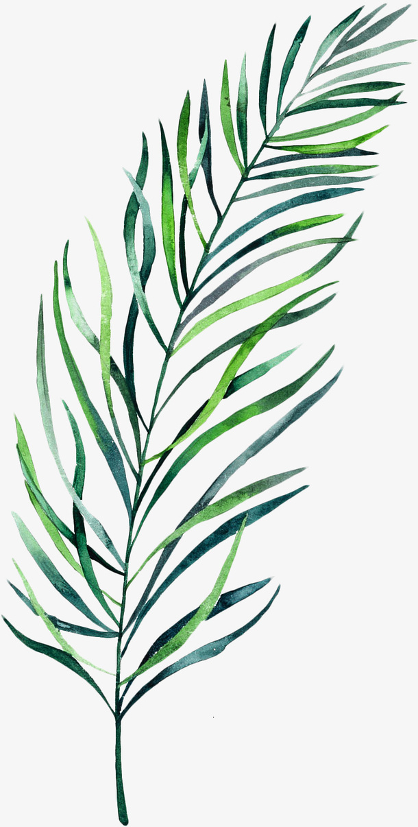 绿色的植物免抠