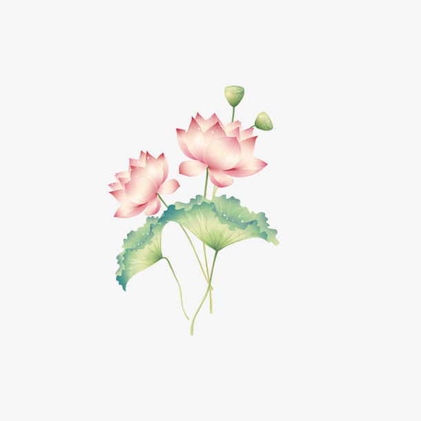 荷荷叶png，素材免扣免抠