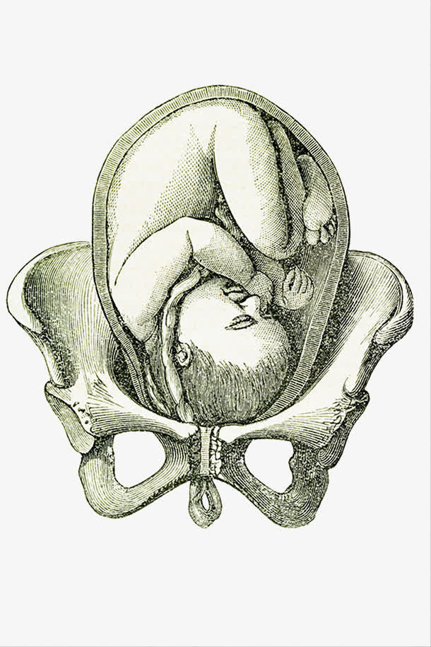 手绘插图孕妇骨盆关节免抠