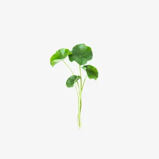 积雪草装饰修饰免抠