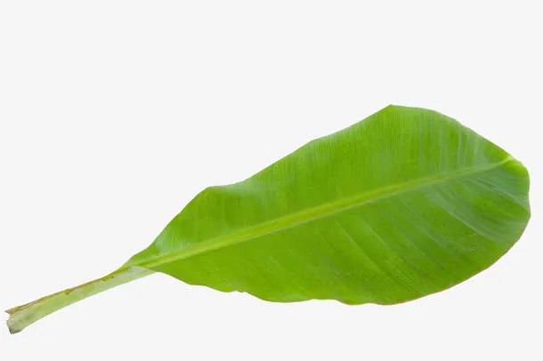 一片芭蕉叶免抠