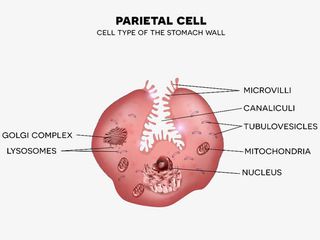 胃壁细胞中分布的线粒体彩色插图免抠