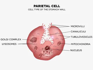胃壁细胞中分布的线粒体彩色插图免抠