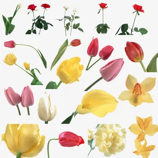 新鲜花卉素材免抠