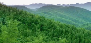 茶山竹海图片免抠