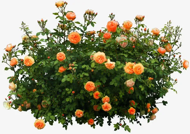 橘色花丛花园装饰图案免抠