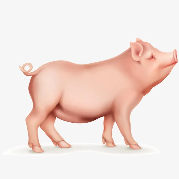 家畜小猪动物设计免抠