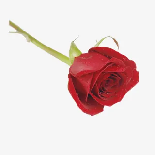 七夕玫瑰花情人节礼物鲜花免抠