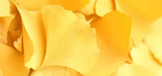 落叶清晰背景高清