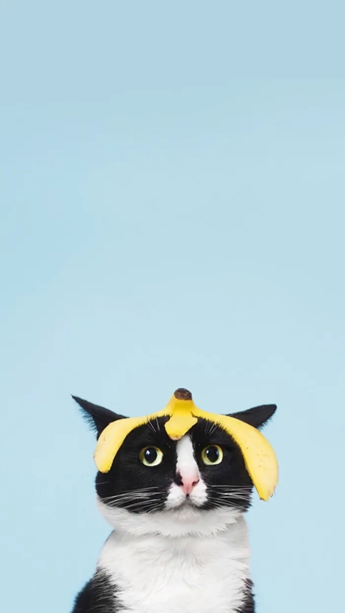 可爱猫咪简约蓝色H5纯色背景素材高清