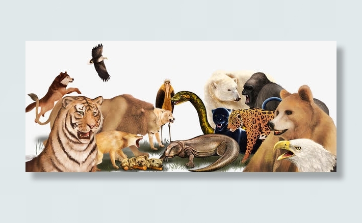 野生猫科动物素材免抠