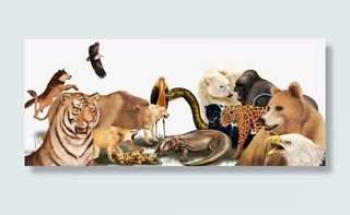 野生猫科动物素材免抠