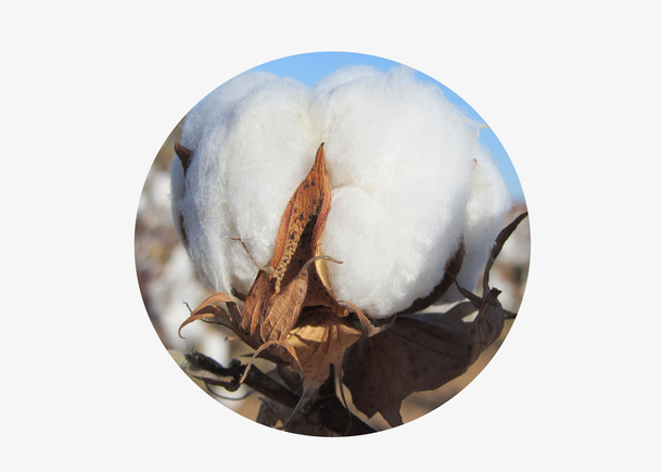 一朵棉花背景