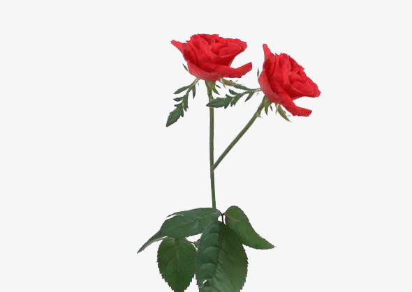 玫瑰花素材免抠