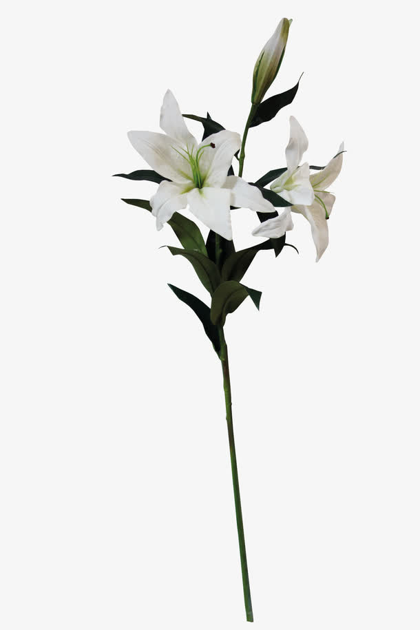 百合花免抠