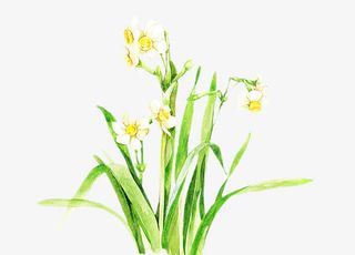 二十四番花信风-小寒-三候水仙免抠