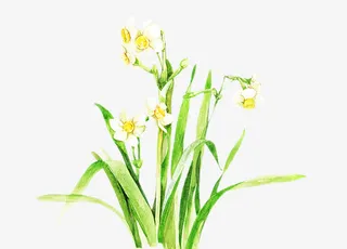 二十四番花信风-小寒-三候水仙免抠