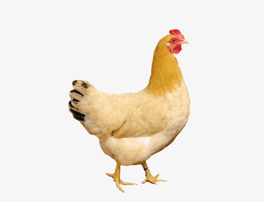 三黄鸡母鸡免抠