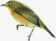 高清手绘中国风小鸟免抠