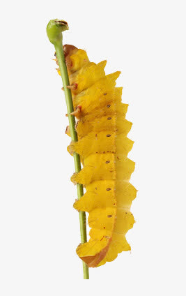 毛毛虫免抠