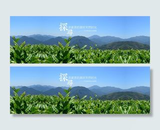 茶叶全屏促销海报背景高清