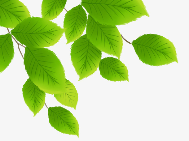 小清新树叶绿色免抠