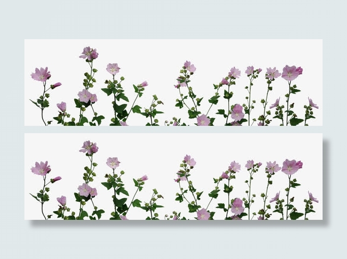 清新紫色花朵免抠