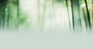 朦胧竹林绿色海报背景
