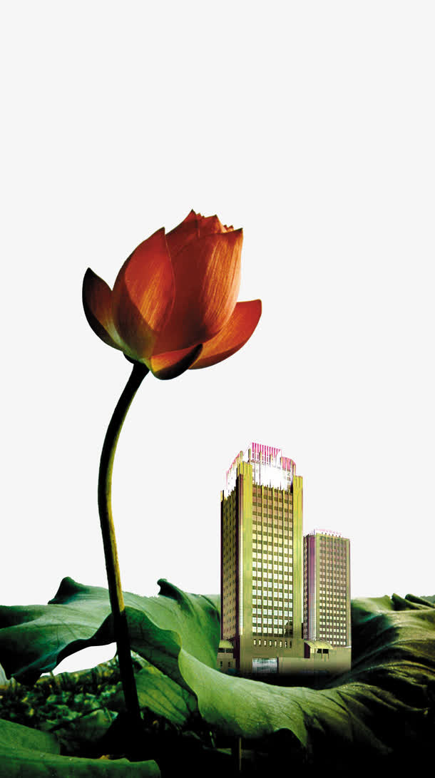 荷花免抠