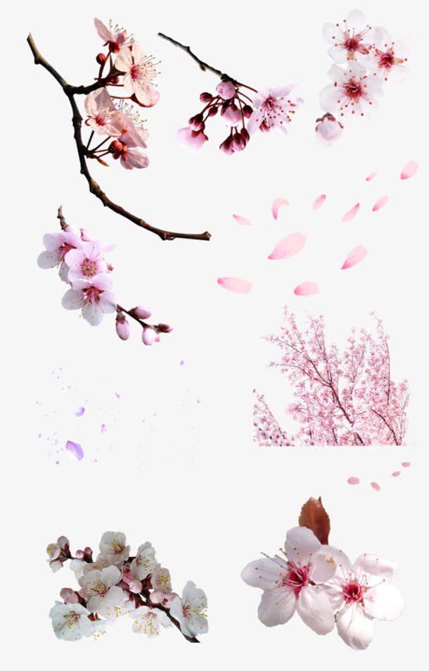 各种样式梅花免抠