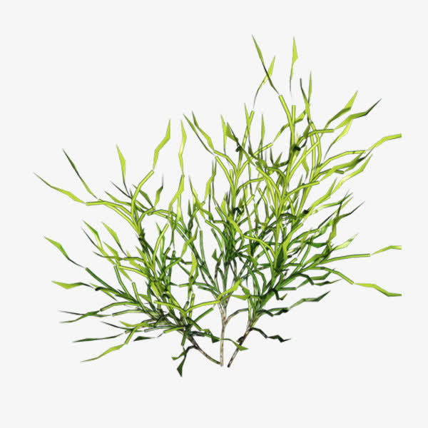 春天的绿叶免抠