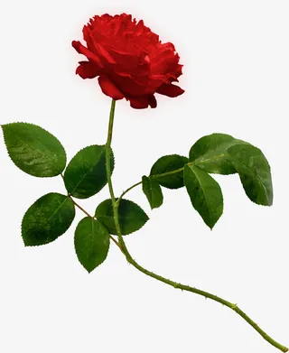 妖娆的玫瑰花免抠