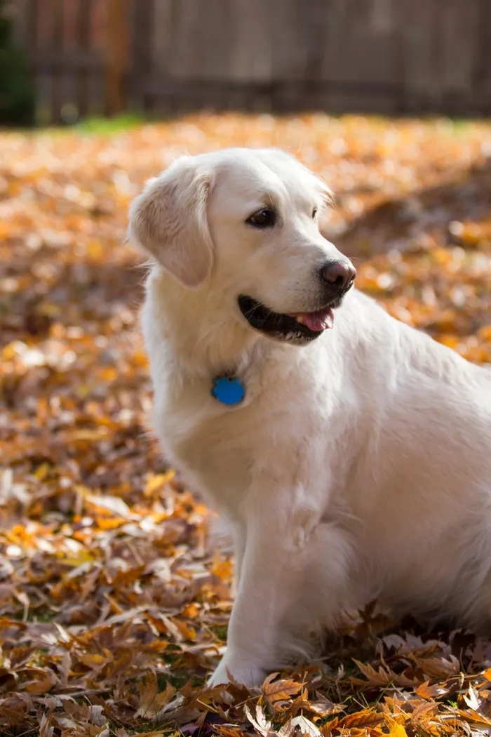 宠物 狗 野外 背景6高清